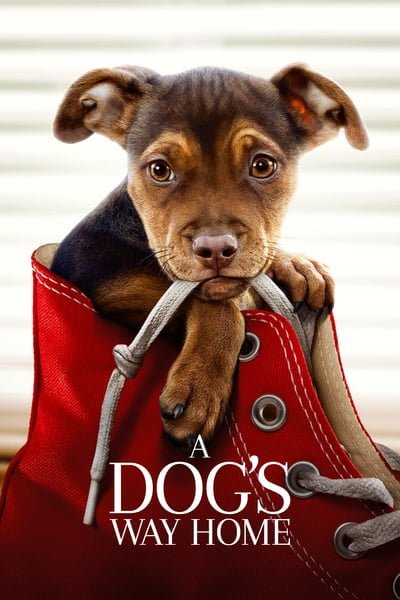 ดูหนัง A Dog’s Way Home (2019) เพื่อนรักผจญภัยสี่ร้อยไมล์