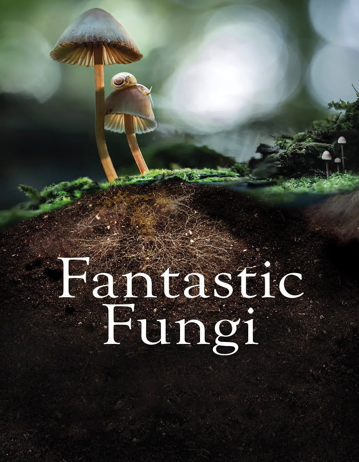 ดูหนังออนไลน์ฟรี Fantastic Fungi (2019) เห็ดมหัศจรรย์