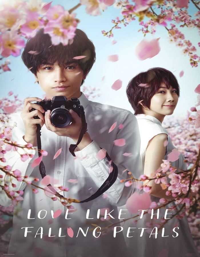 ดูหนัง Love Like the Falling Petals (2022) ใบไม้ผลิที่ไม่มีเธอเป็นซากุระ